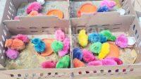 IMG-20260617-WA0028