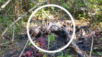 IMG-20260713-WA0036