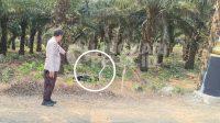IMG-20260929-WA0031